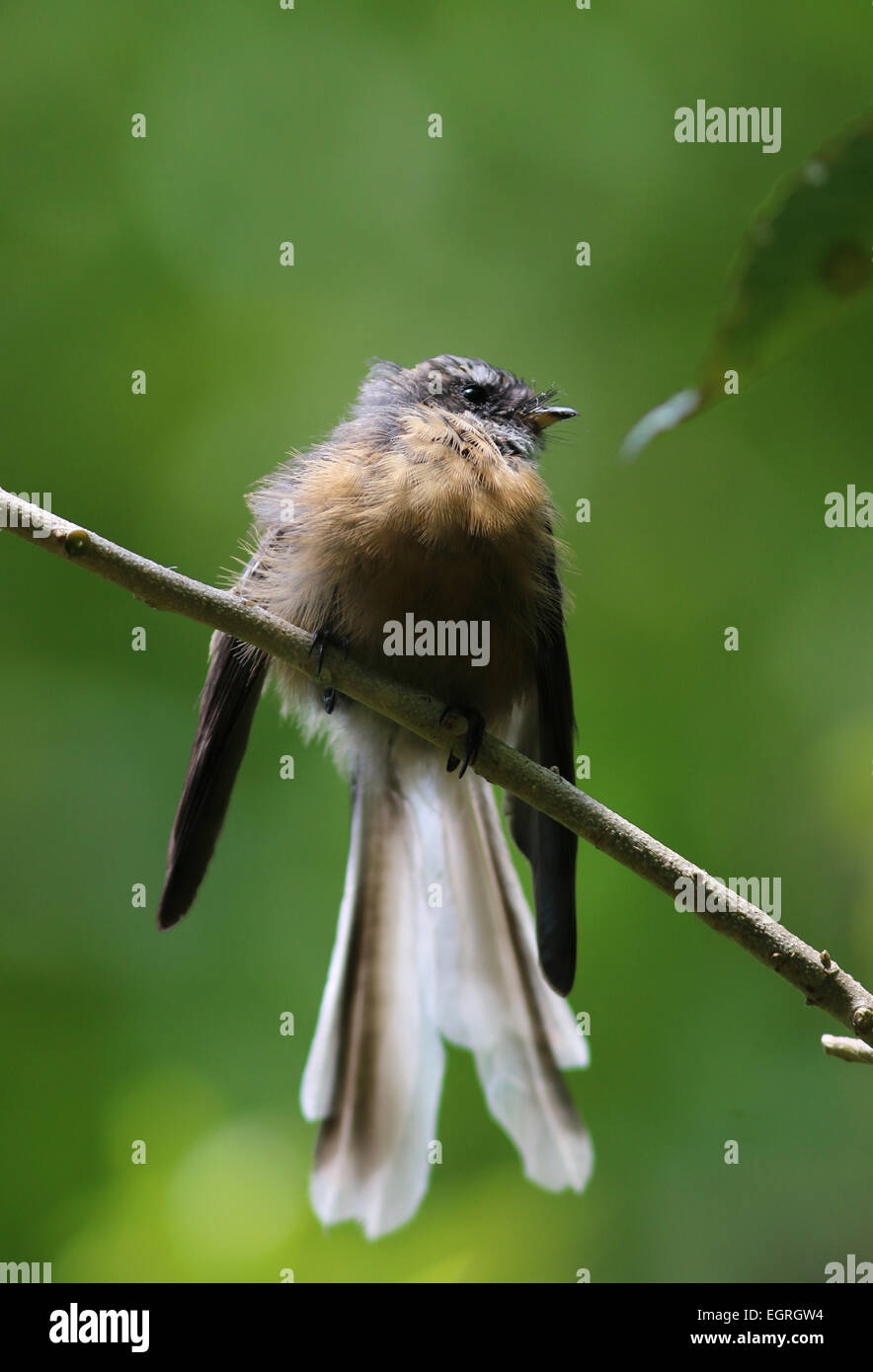 Fantail New Zealand bird Stock Photo Alamy