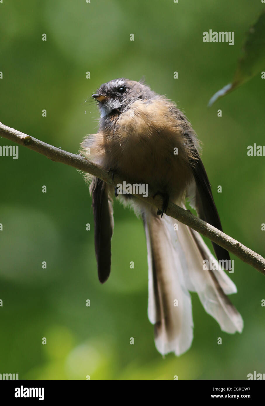 Fantail New Zealand bird Stock Photo Alamy
