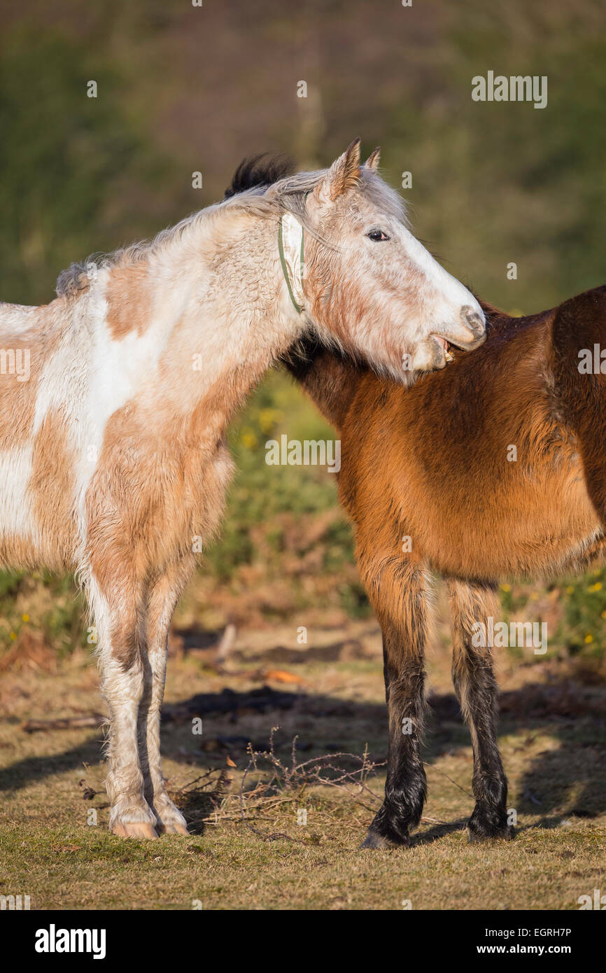 Two New Forest ponies standing, grooming each other. One has a high visibility collar on. Stock Photo