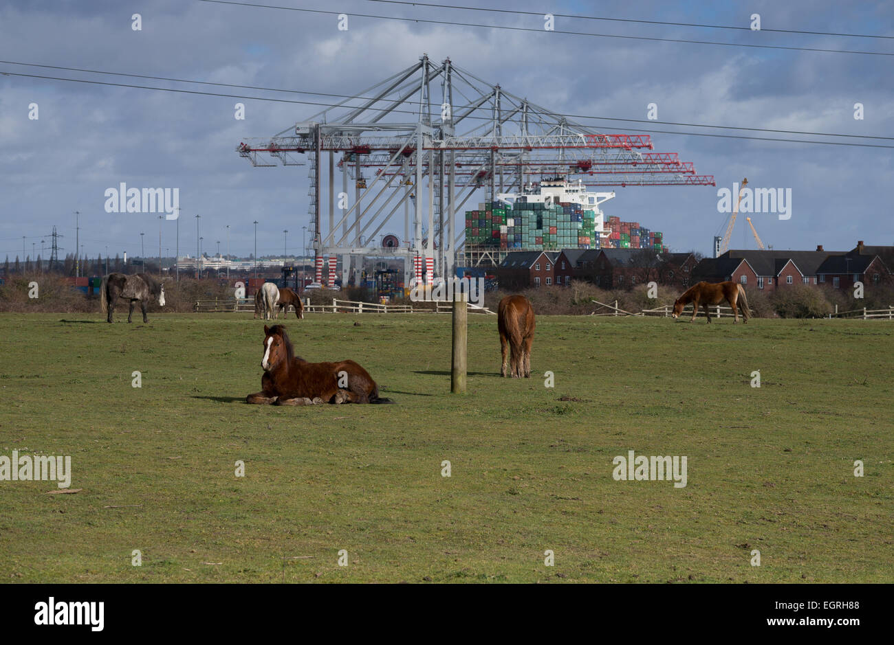 Cork's farm, in Marchwood, Southampton, where an energy from food waste plant is proposed. Stock Photo