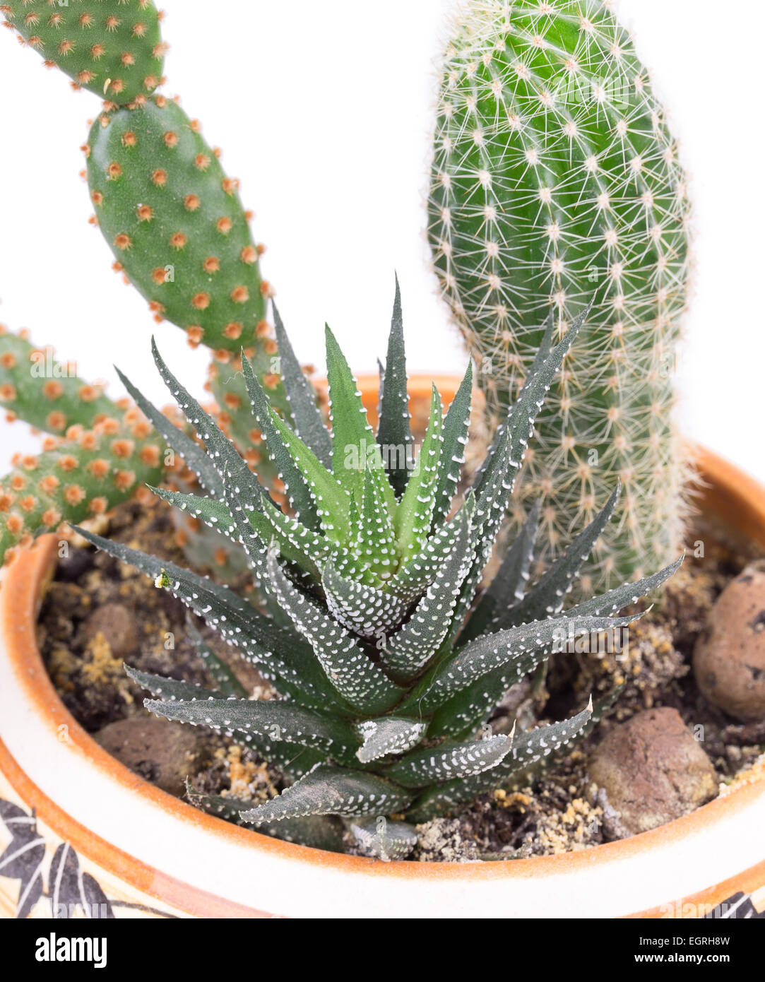 cactus in a pot isolated on white background Stock Photo - Alamy