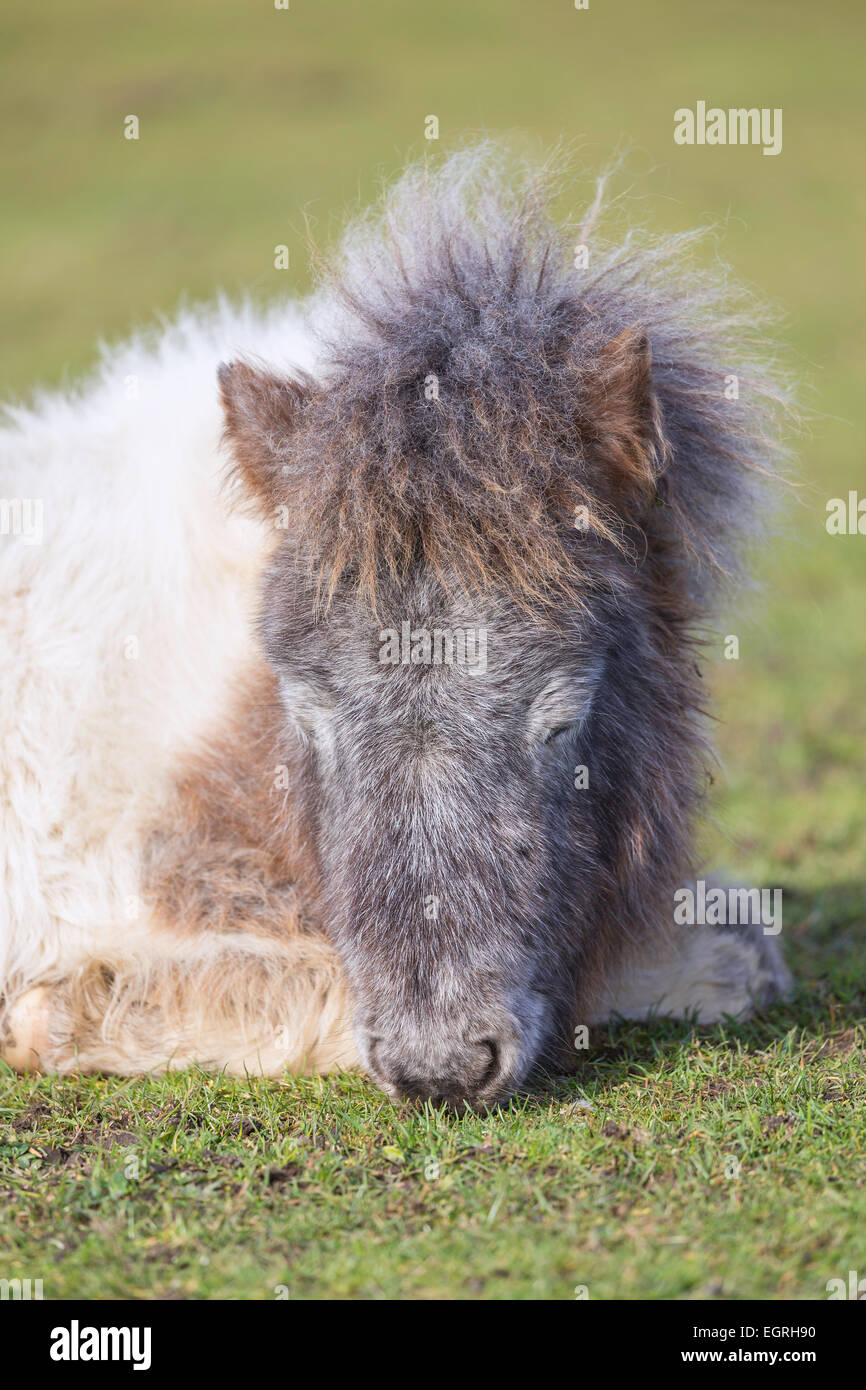 New Forest Shetland pony in its winter coat is sleeping on the grass. It is a grey ( gray ) and white coloured ( colored ) pony Stock Photo