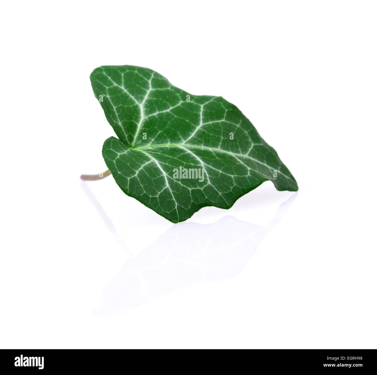 ivy leaf isolated on white background Stock Photo - Alamy