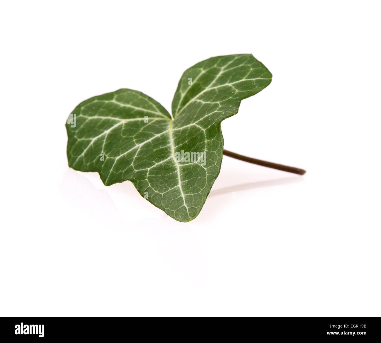 ivy leaf isolated on white background Stock Photo - Alamy