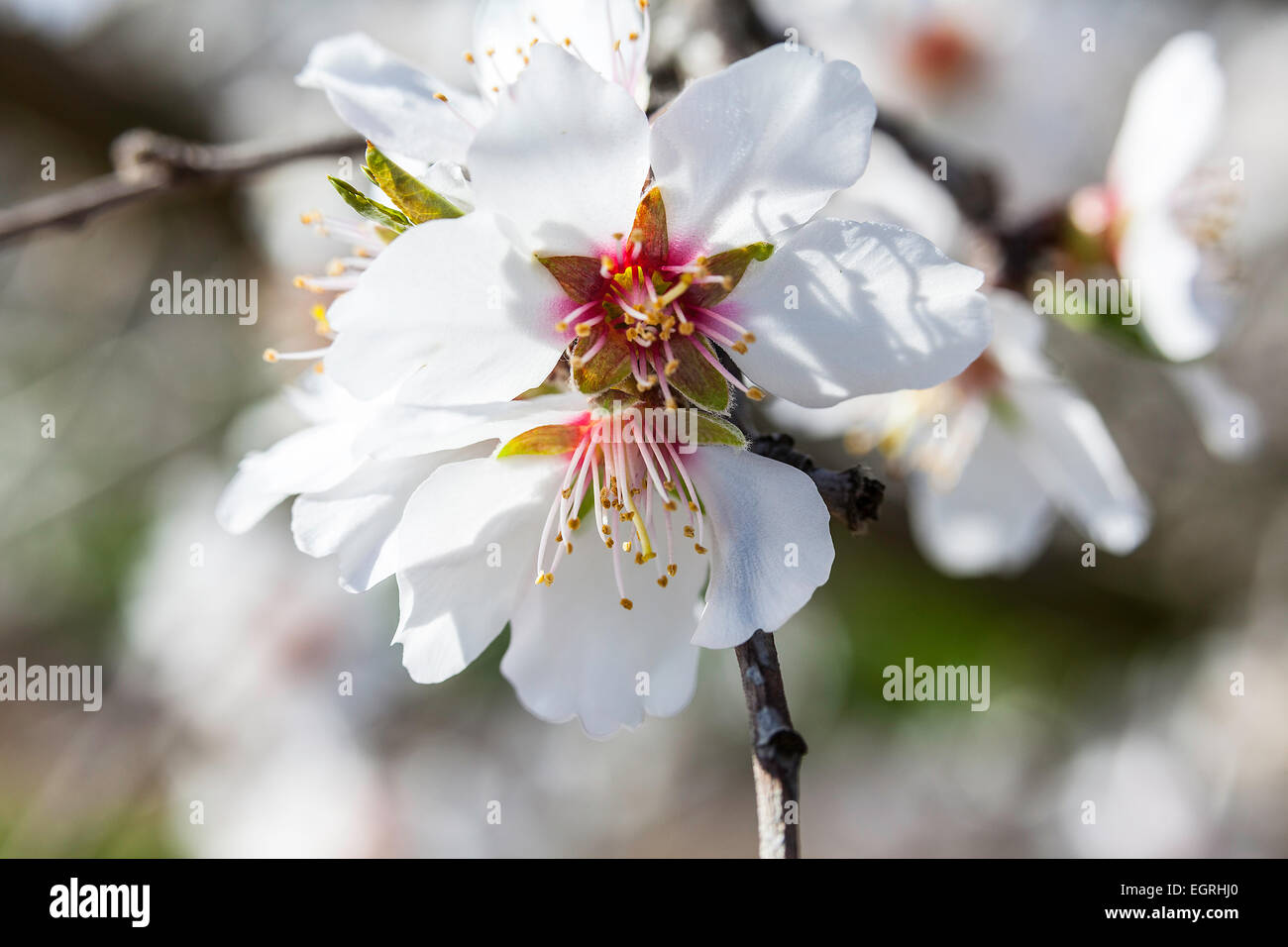 Closeups of Almond Blossom in Modesto California one of the water hungry crops of California's Central Valley Stock Photo