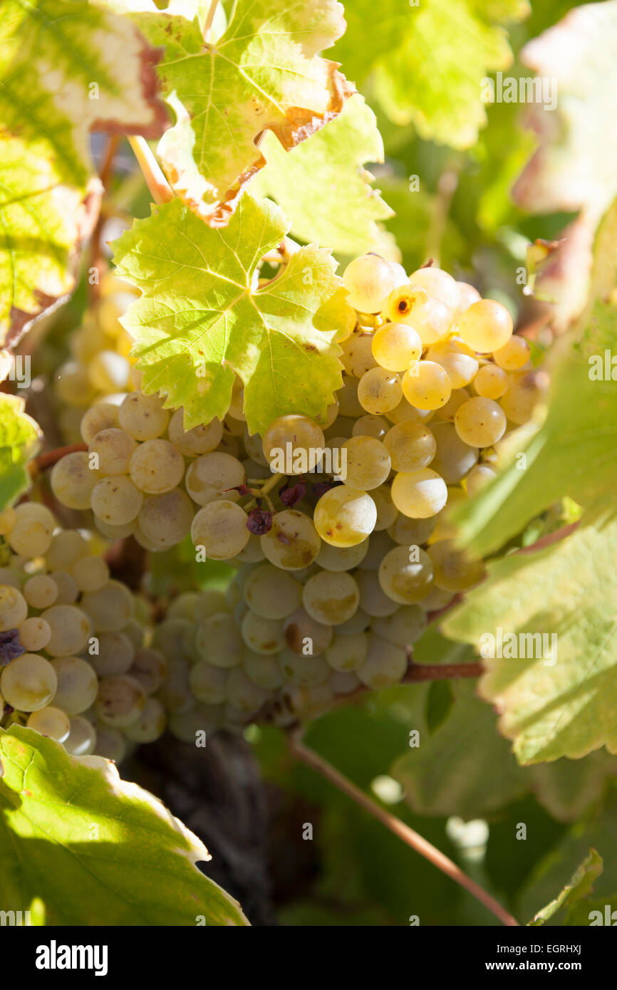 Grapes Merseguera. Almansa Stock Photo Alamy