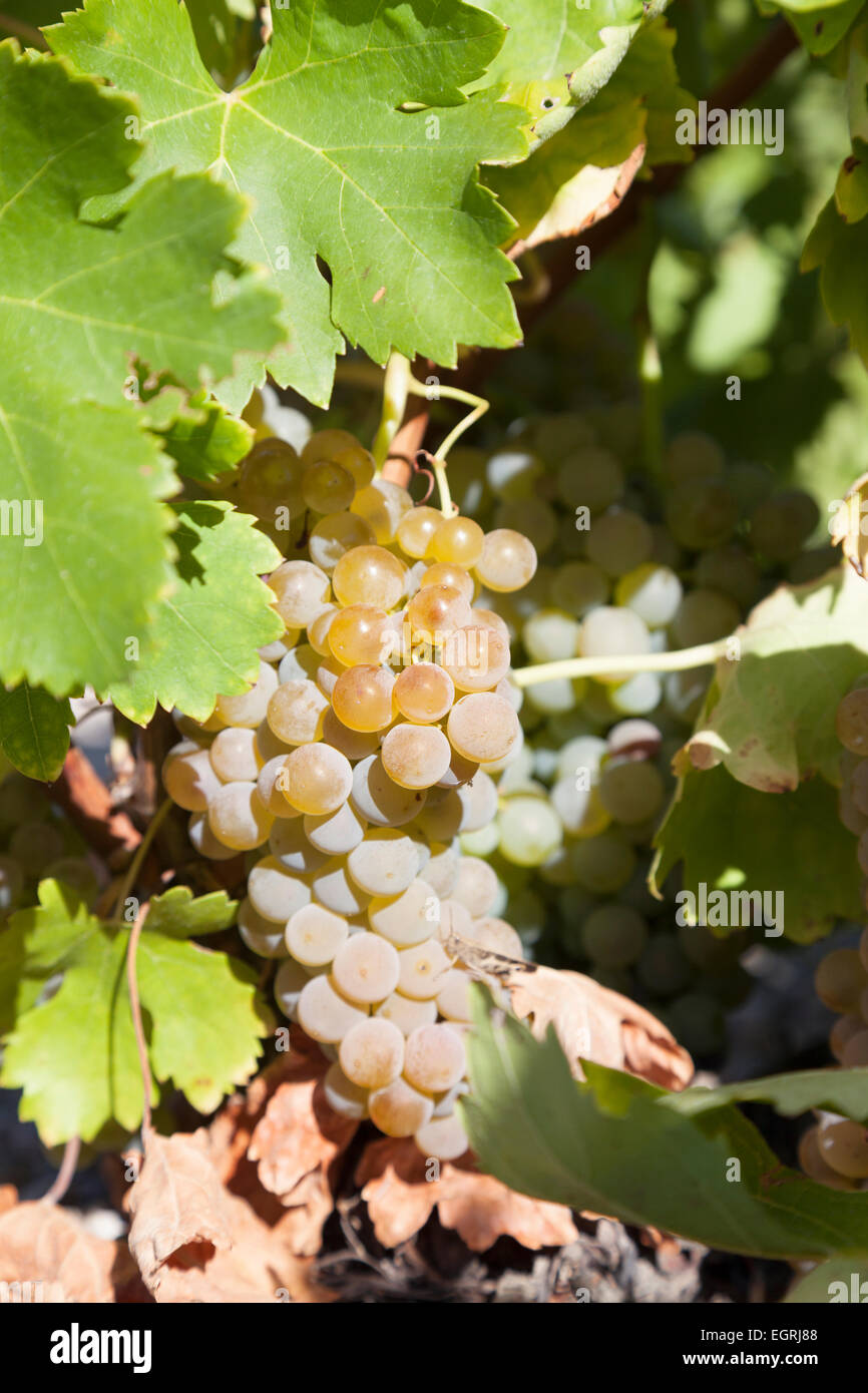 Grapes Alarije Stock Photo Alamy