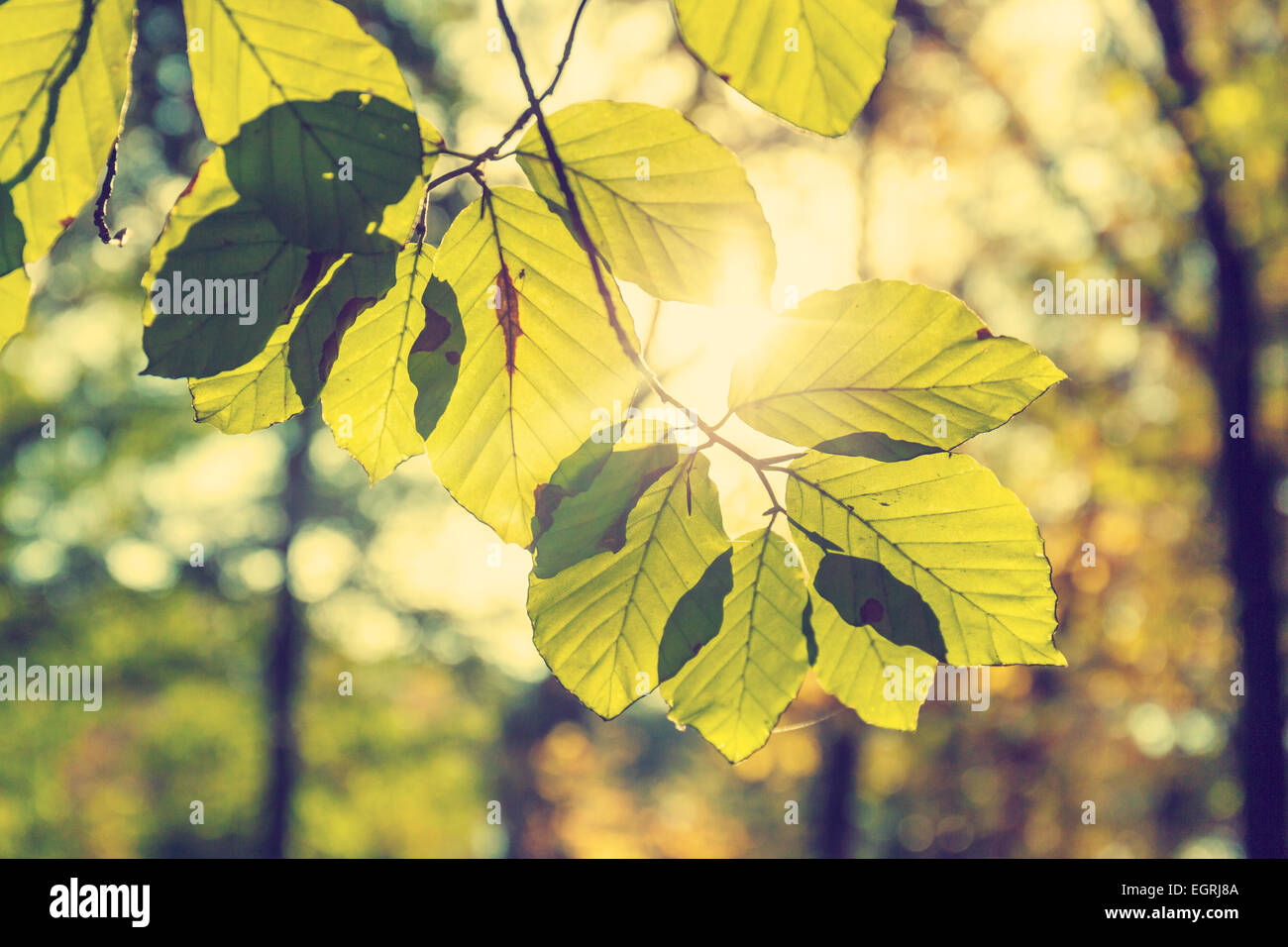 Gold leaf wallpaper hi-res stock photography and images - Alamy