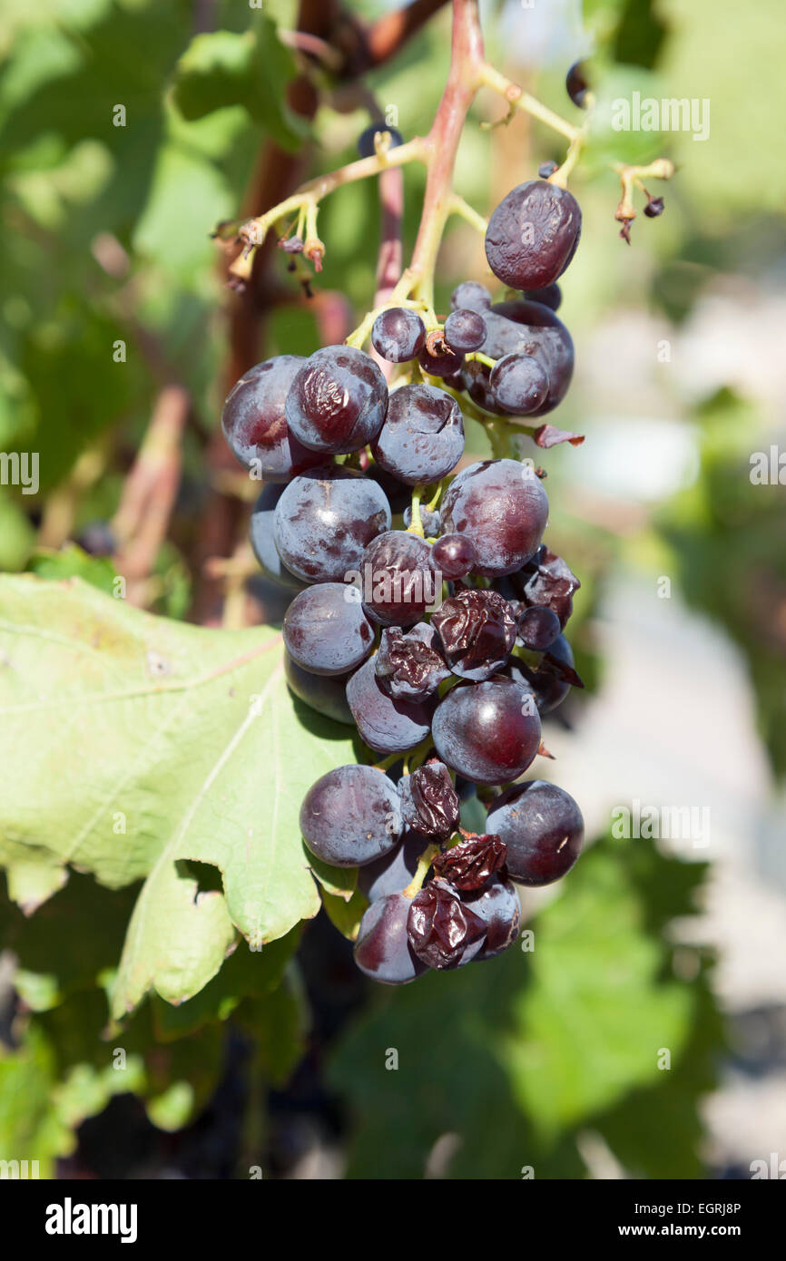 Grapes : Cardinal Stock Photo - Alamy
