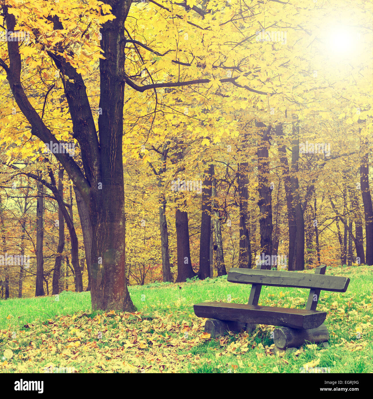 bench in the autumn park, vintage look Stock Photo - Alamy