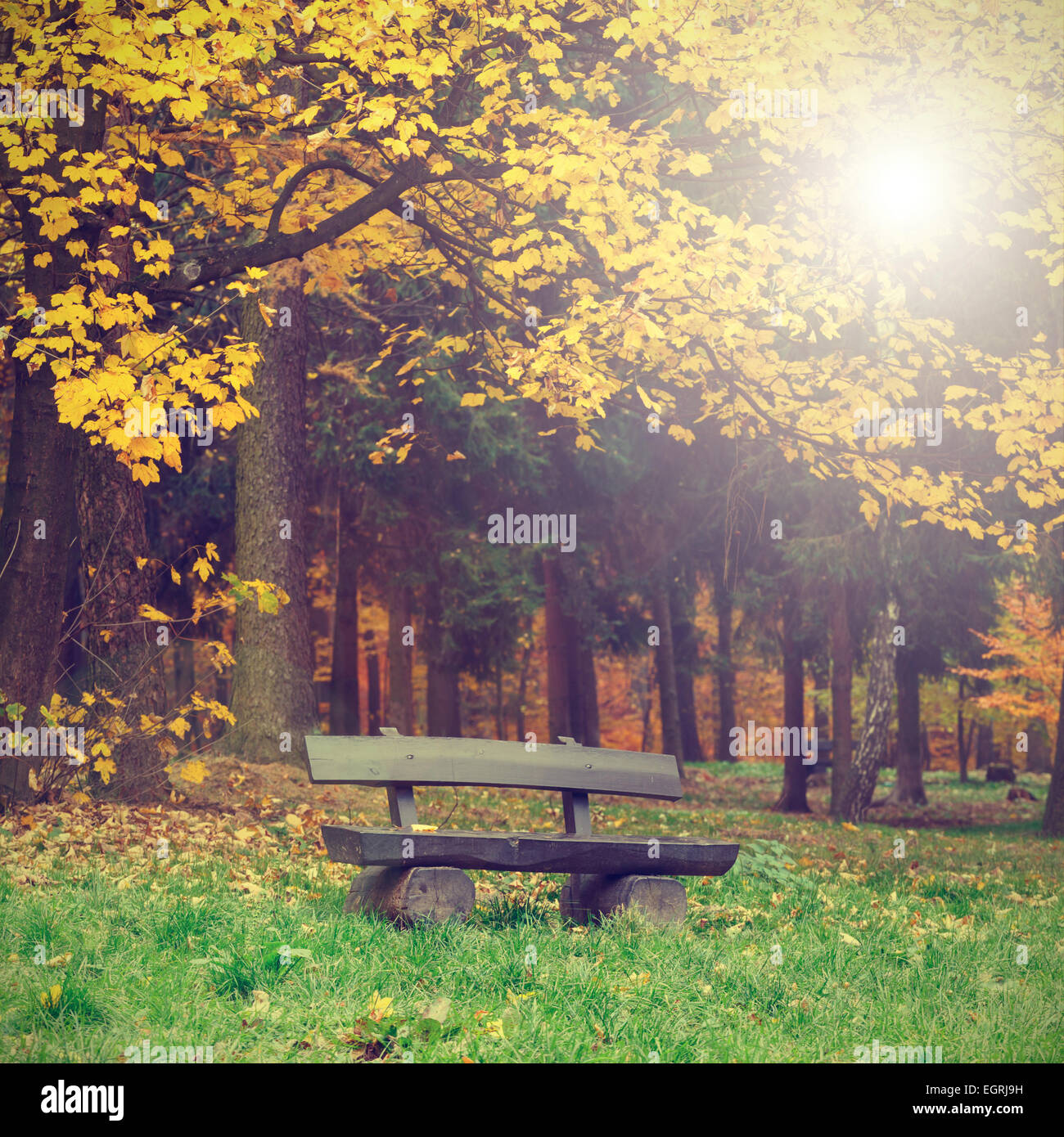 bench in the autumn park, vintage look Stock Photo - Alamy