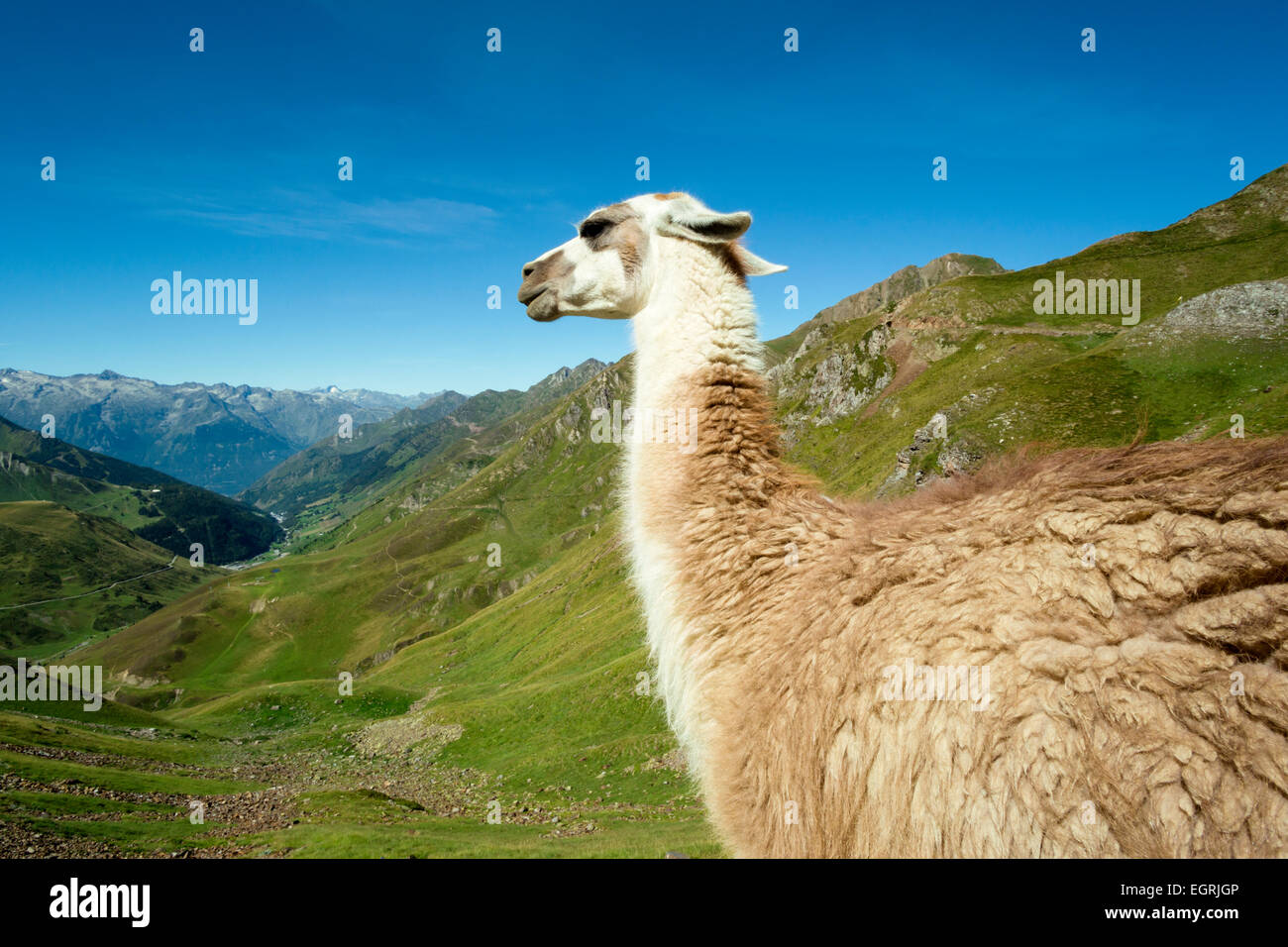 llamas-col-du-tourmalet-hautes-pyrennes-france-stock-photo-alamy