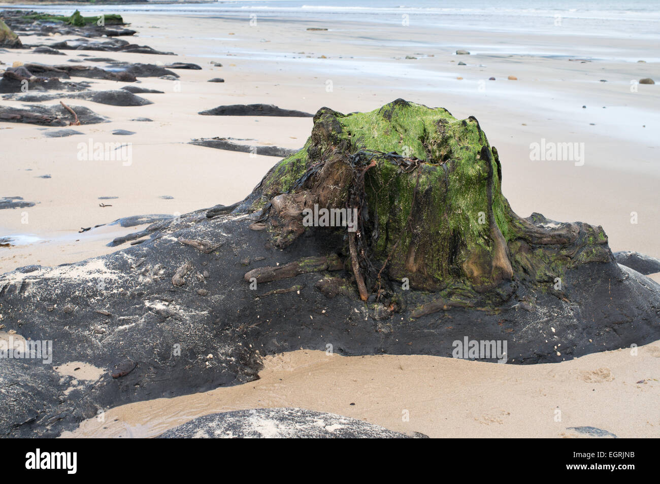 Trees from an ancient forest revealed on the beach south of Amble, near Low Hauxley, Northumberland, England, UK Stock Photo