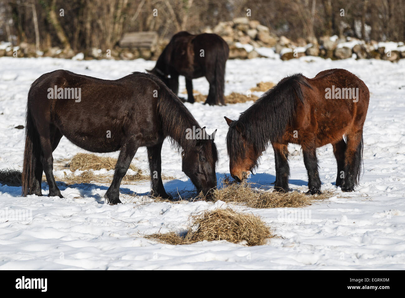 Some horses eating on the snowy terrain in Cabuérniga, Cantabria, Spain. Stock Photo