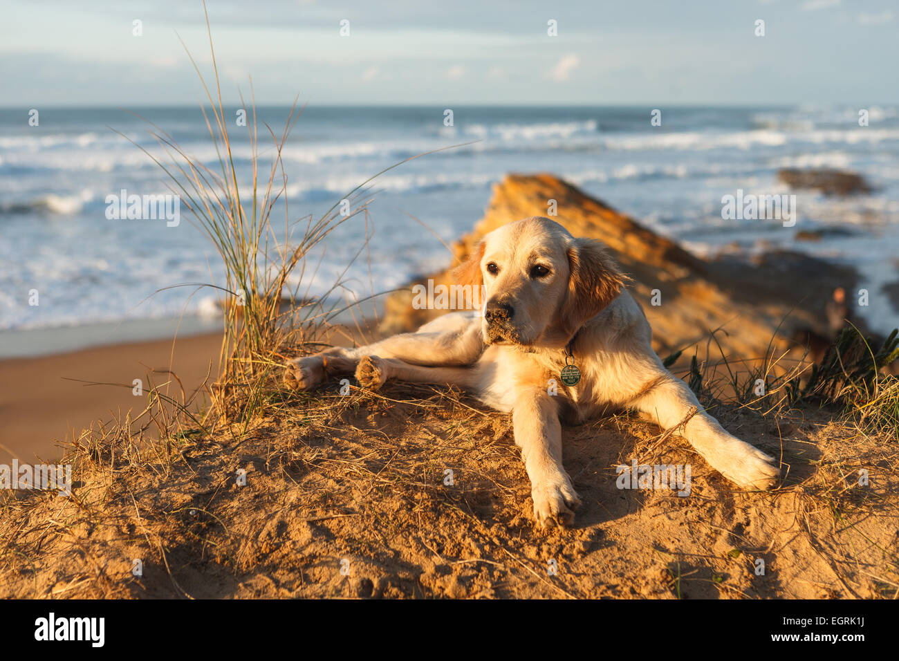 A golden retriever puppy relaxing near the beach Stock Photo