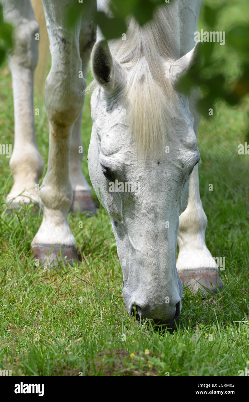 Closeup of a white horse grazing in a green grass field Stock Photo - Alamy