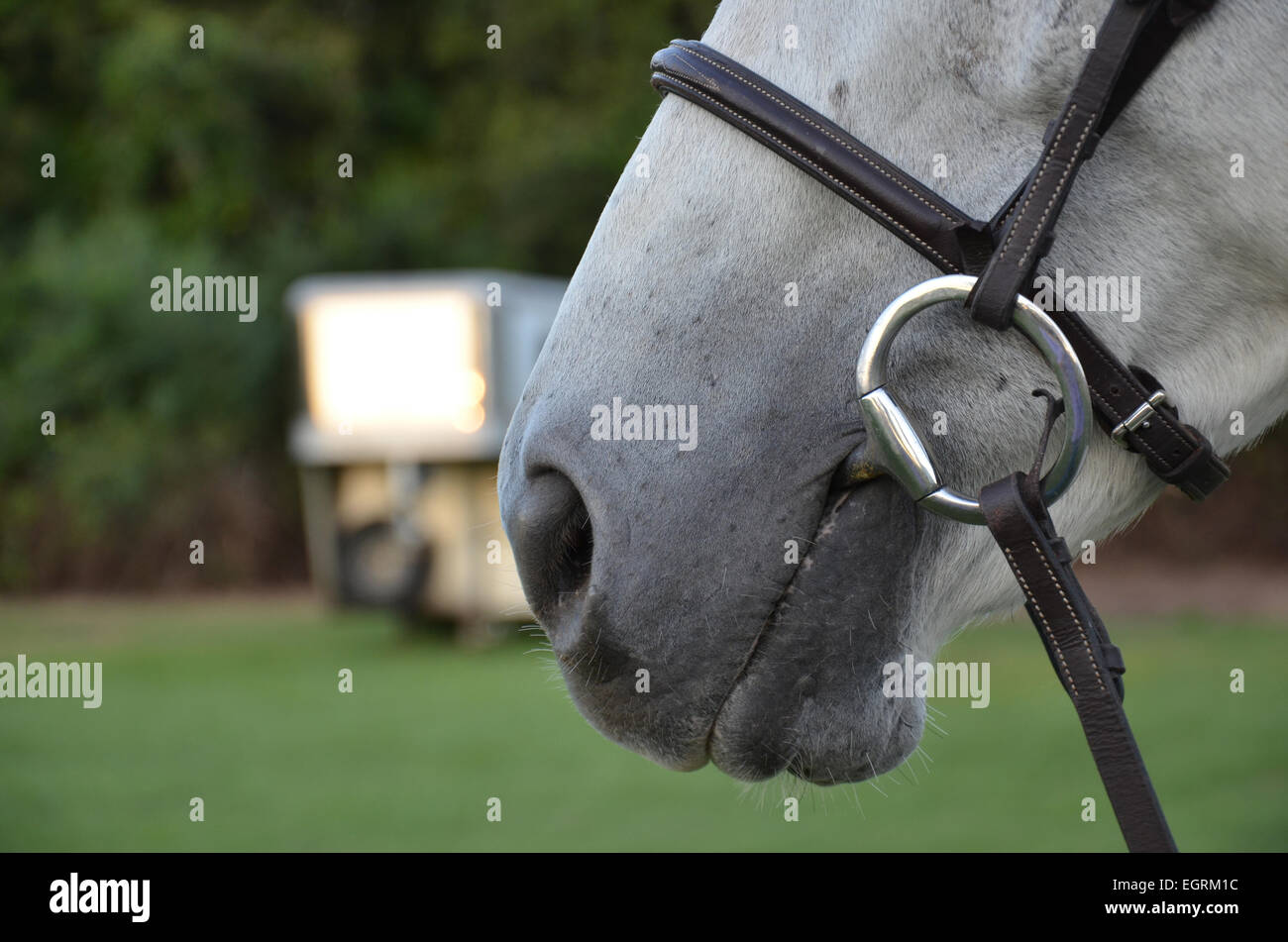 Closeup mouth white horse bridle hires stock photography and images