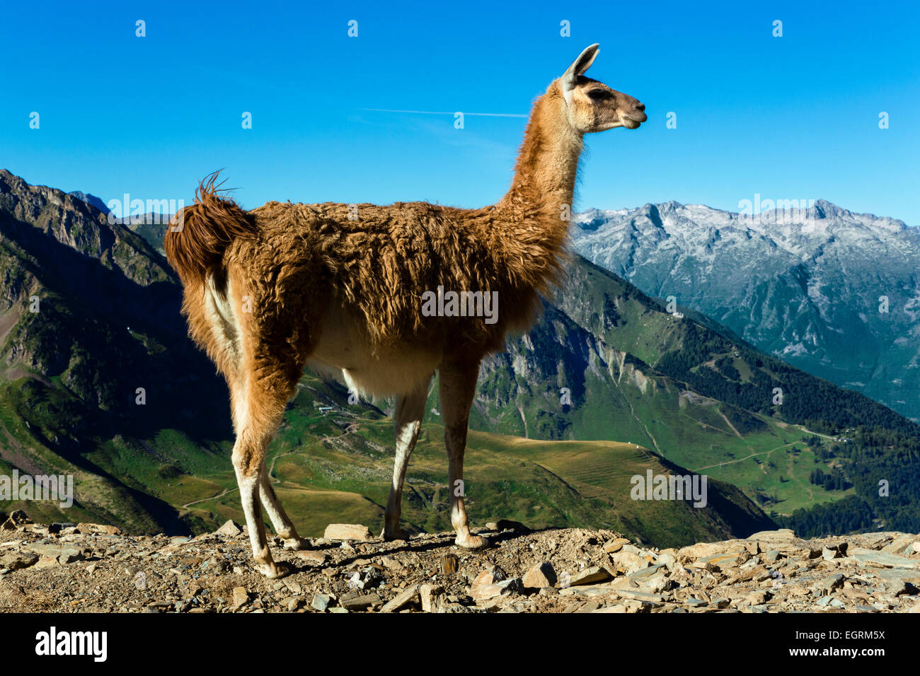 llamas-col-du-tourmalet-hautes-hi-res-stock-photography-and-images-alamy