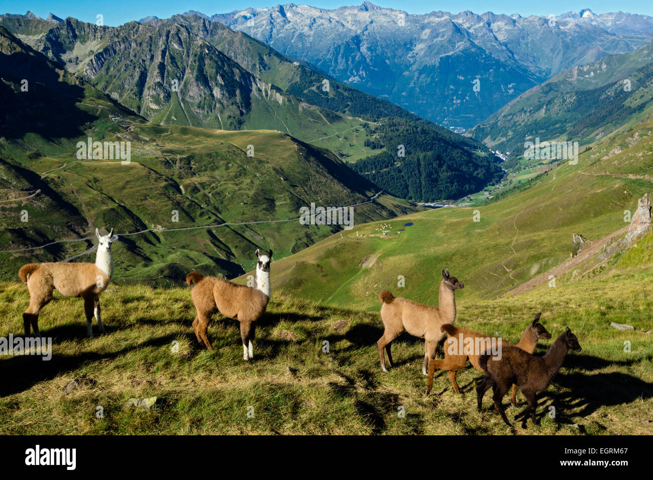 llamas-col-du-tourmalet-hautes-hi-res-stock-photography-and-images-alamy