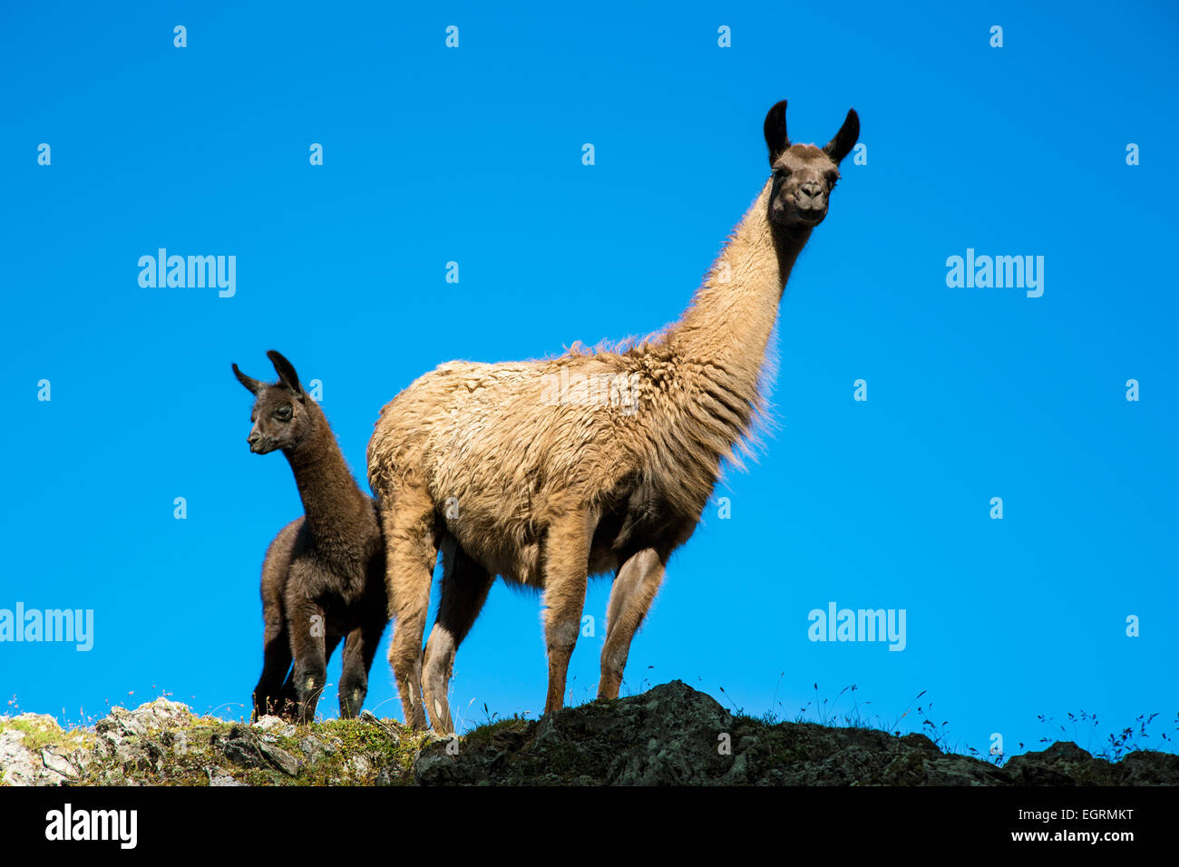 llamas-col-du-tourmalet-hautes-pyrennes-france-stock-photo-alamy