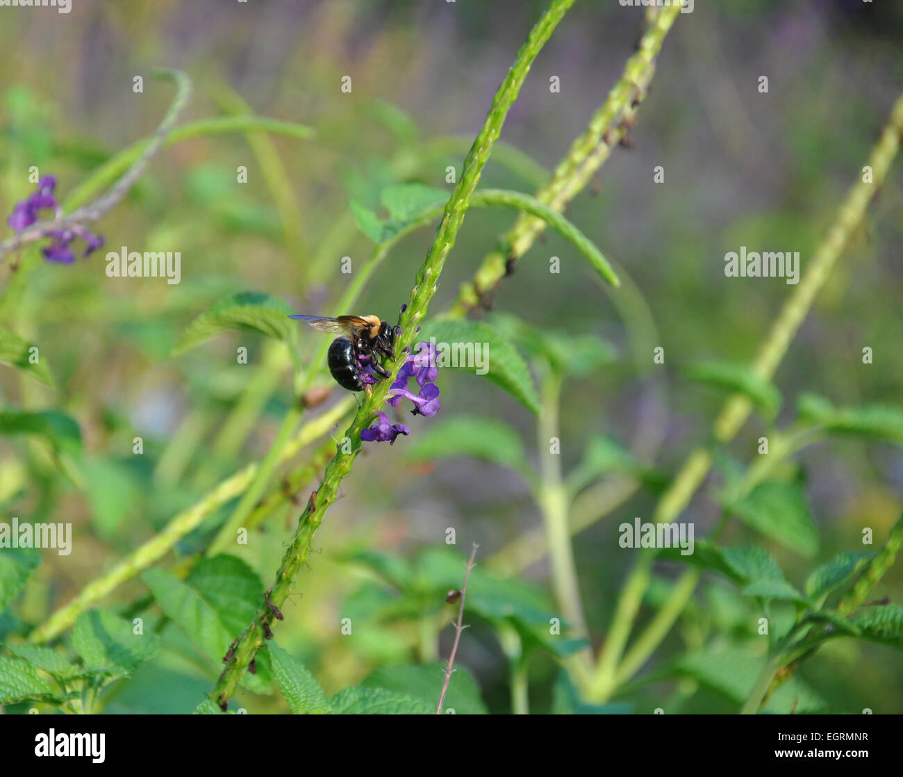 A single bumble bee eating nectar from a purple flower in a garden