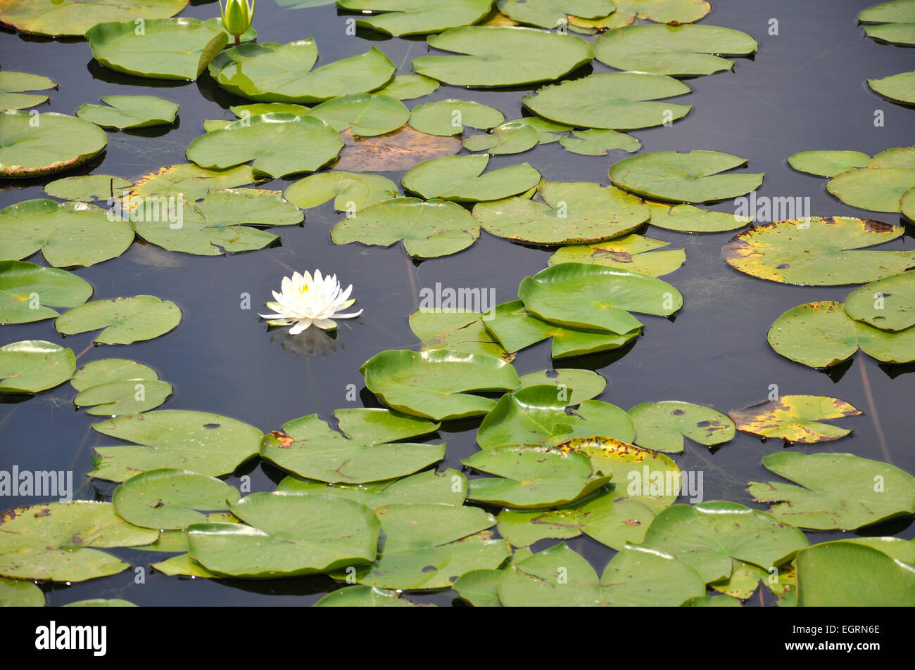 Lilypad hi-res stock photography and images - Alamy