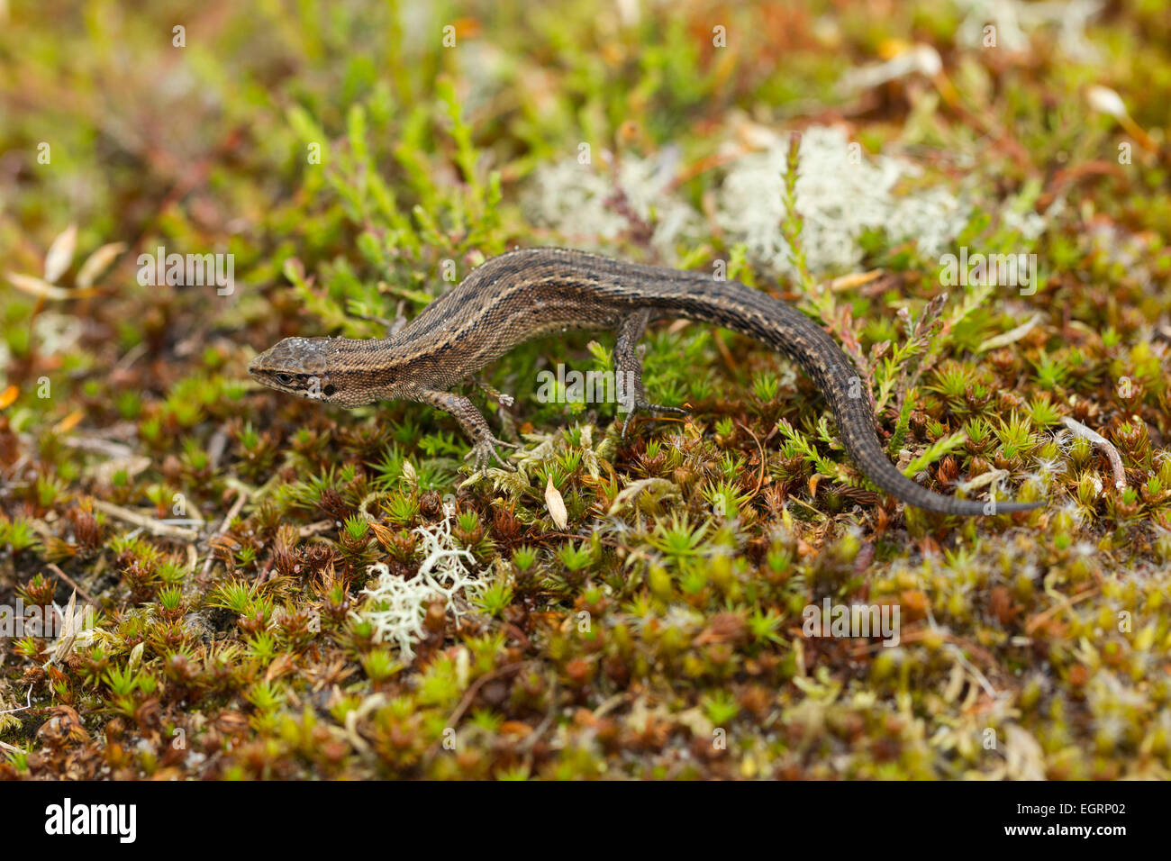 Common lizard Zootoca vivipara (controlled conditions), adult female, basking on heathland vegetation, Arne, Dorset, UK in May. Stock Photo