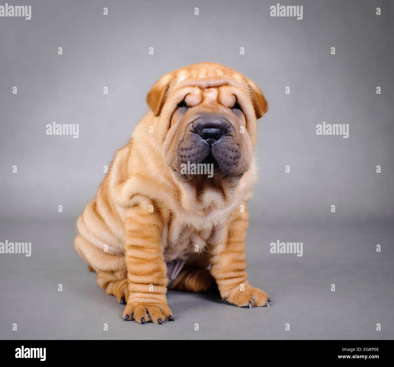 Chinese Shar pei puppy portrait Stock Photo - Alamy