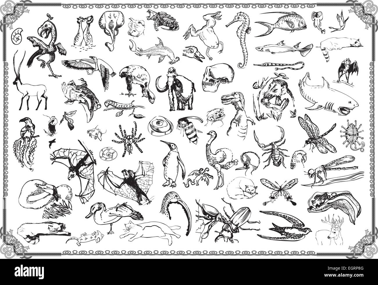 An hand drawn illustration - animals Stock Vector Image & Art - Alamy