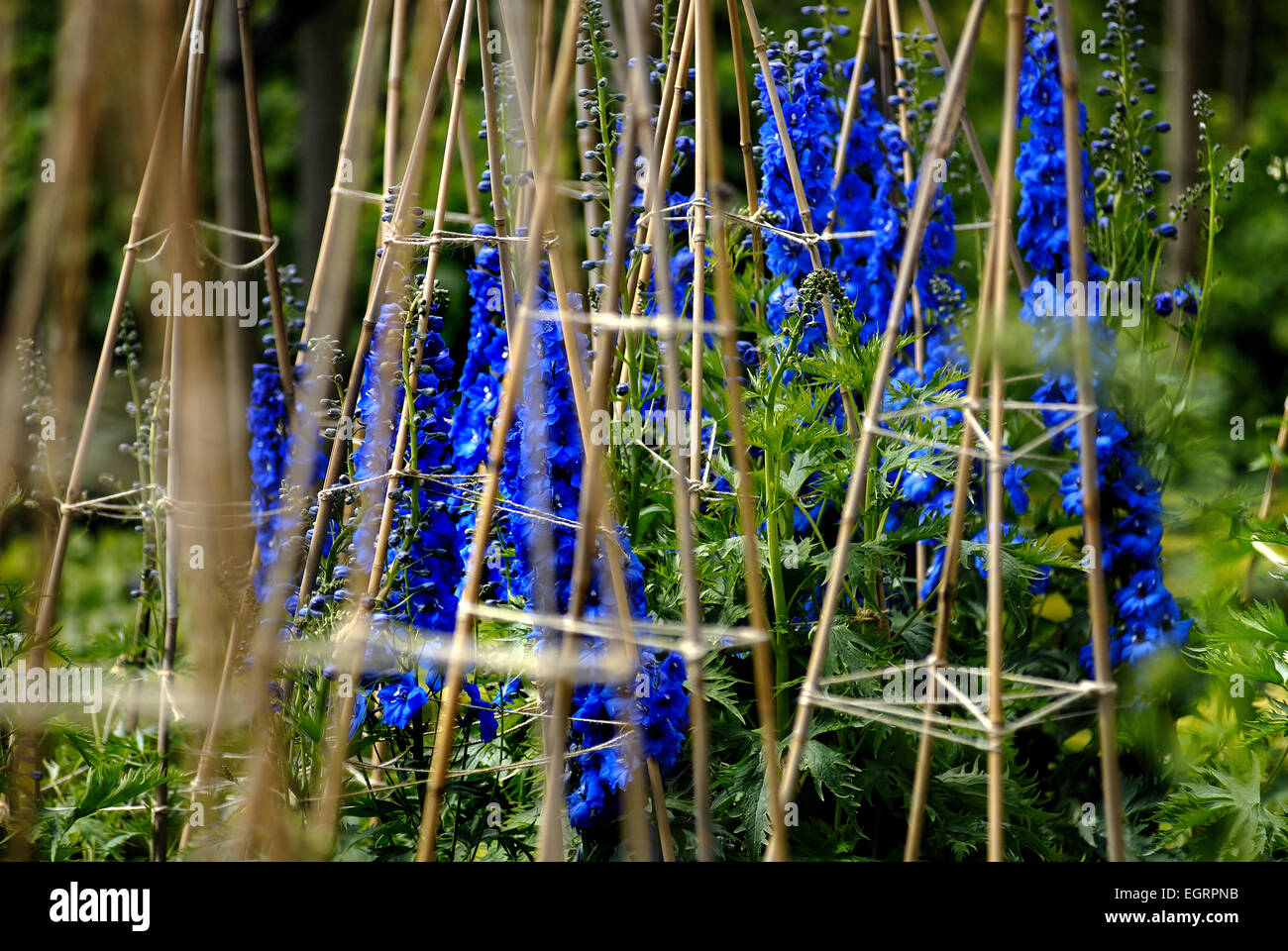 Blue Delphiniums, The Alnwick Garden Stock Photo