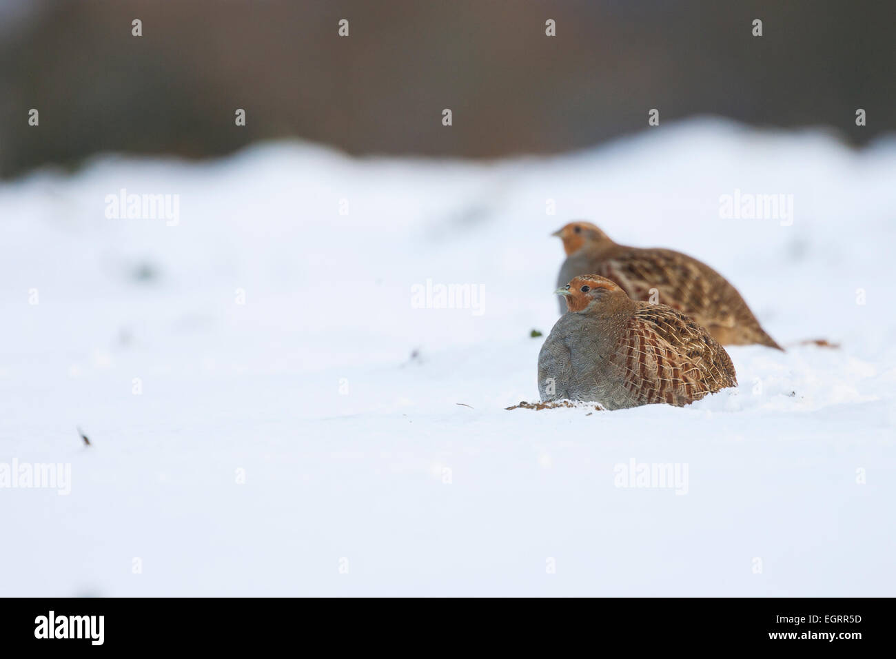 Grey Partridge Perdix perdix, pair hunkered in snow, Snettisham, Norfolk, UK in December. Stock Photo