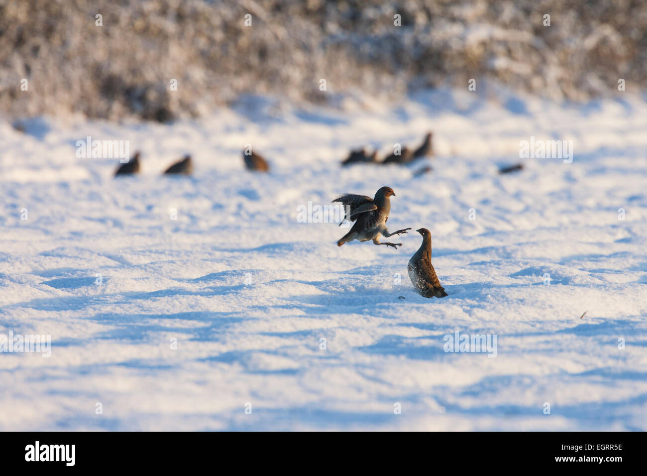 Grey Partridge Perdix perdix, male pair fighting in snow, Snettisham ...
