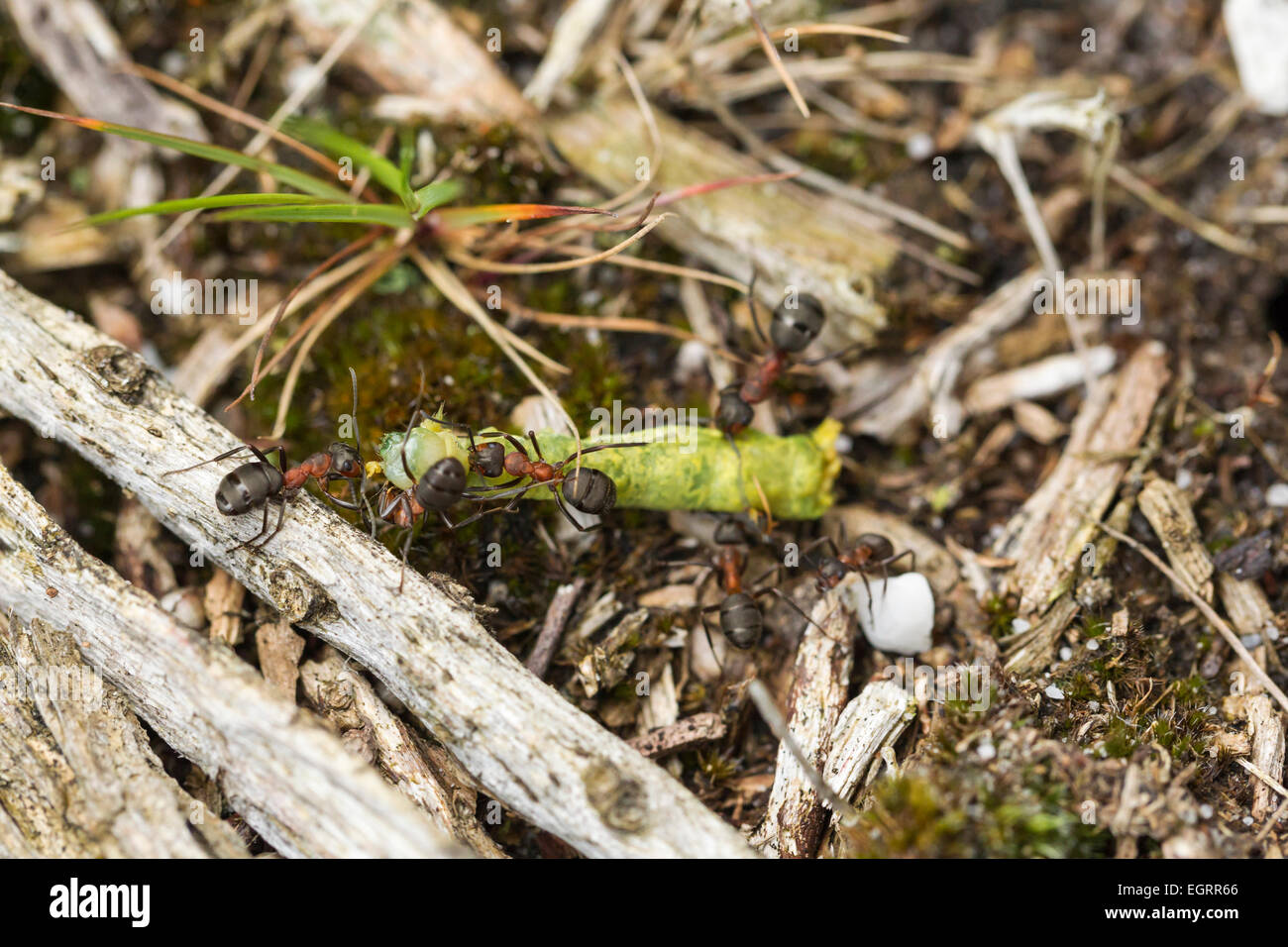 Red wood ant Formica rufa, soldiers with caught caterpillar prey, dragging back to nest, Arne, Dorset, UK in May. Stock Photo