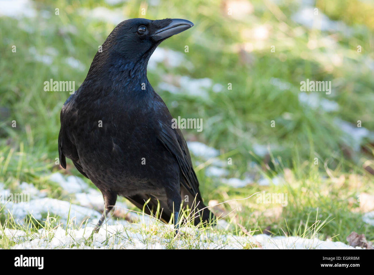 carrion crow on snow covered grass Stock Photo