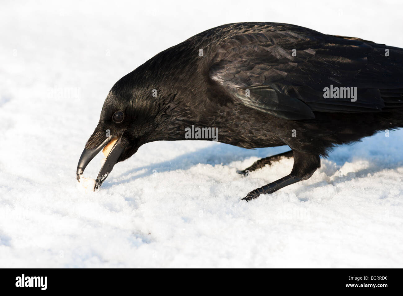 carrion crow in snow with food in bill Stock Photo
