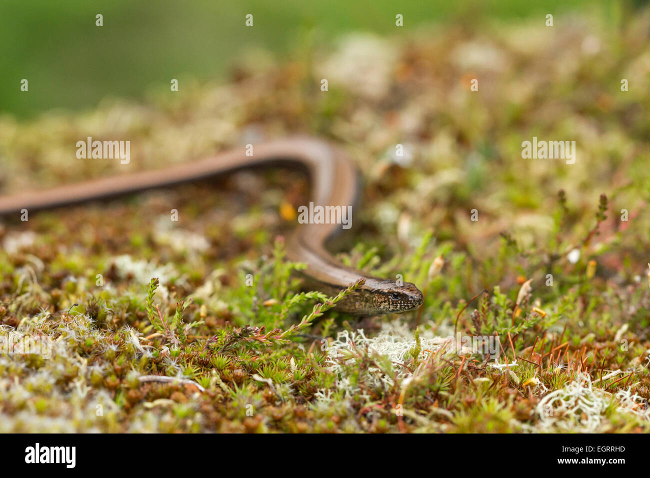 Slow worm Anguis fragilis (controlled conditions), adult female, on heathland vegetation, Arne, Dorset in May. Stock Photo