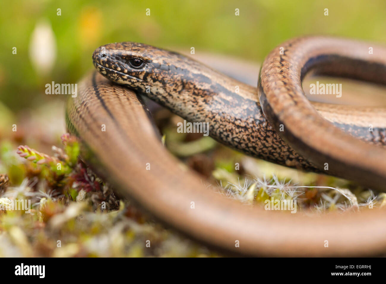Slow worm Anguis fragilis (controlled conditions), adult female, on heathland vegetation, Arne, Dorset in May. Stock Photo