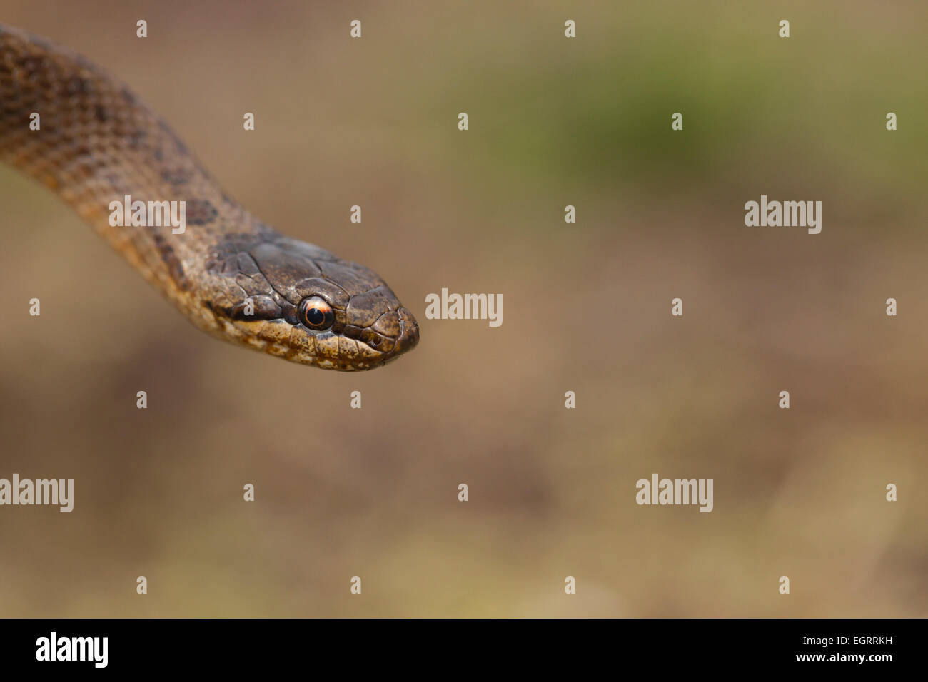 Smooth snake Coronella austriaca (under licence), adult female, headshot, Arne, Dorset in May. Stock Photo