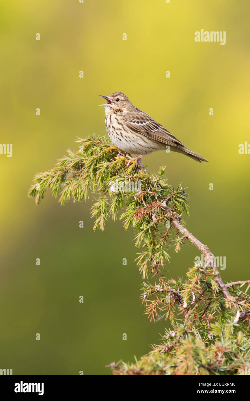 Tree Pipit Anthus trivialis perched on juniper and singing at Noar Hill, Hampshire in May. Stock Photo