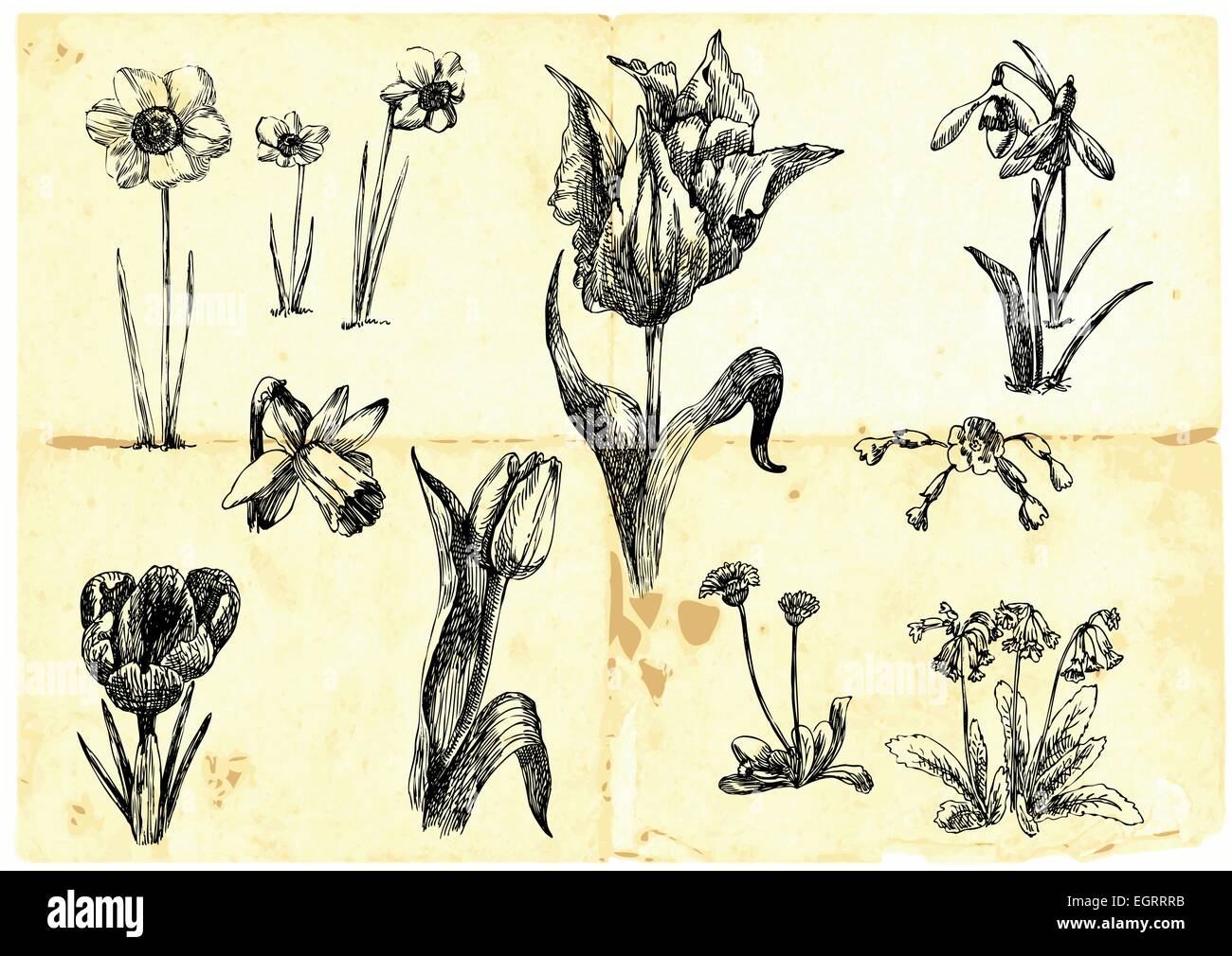 Hand-drawn collection. Spring theme (and gardening) - popular flowers ...