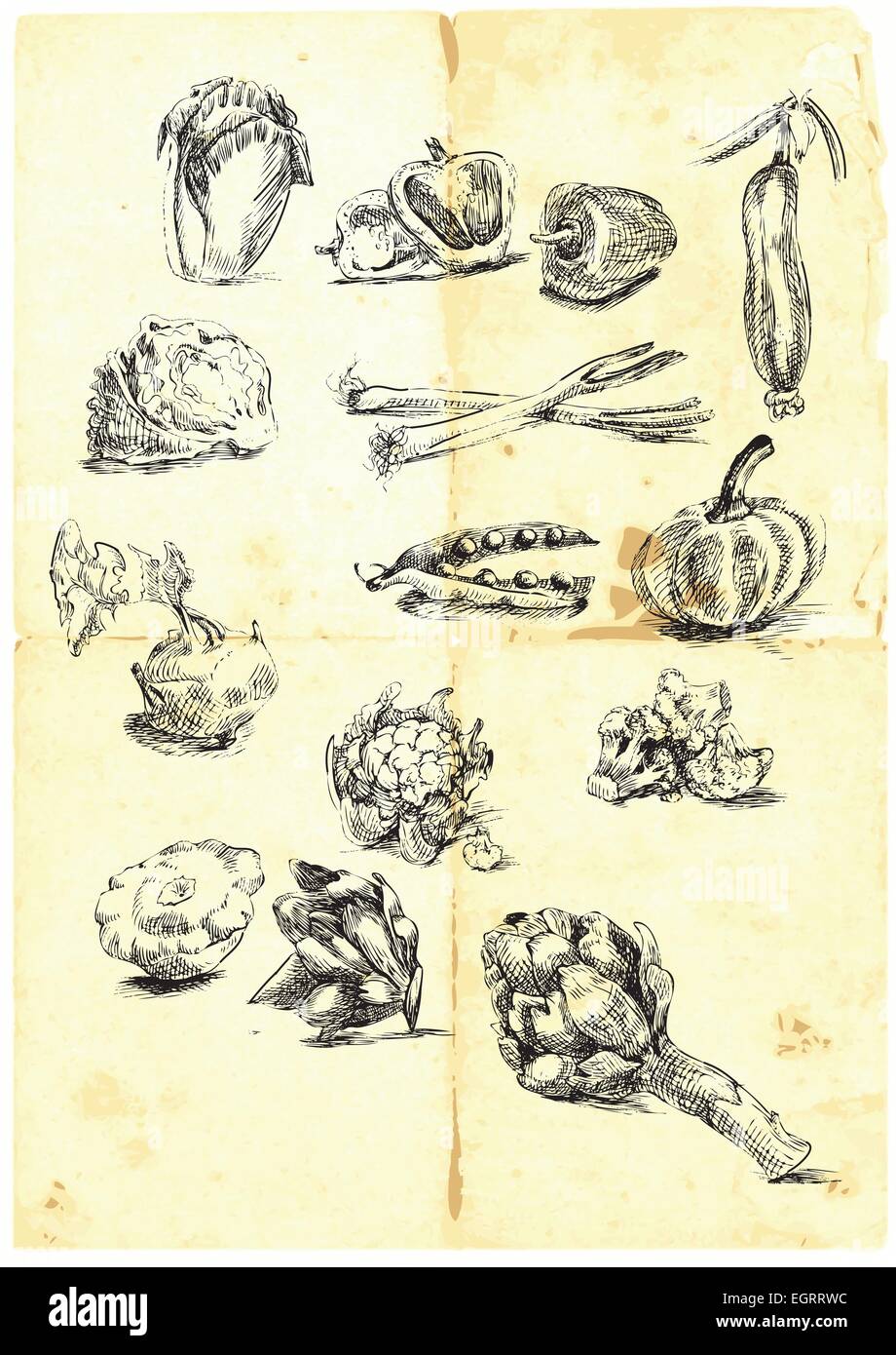 Hand drawn a large collection of seasonal fruits and vegetables from