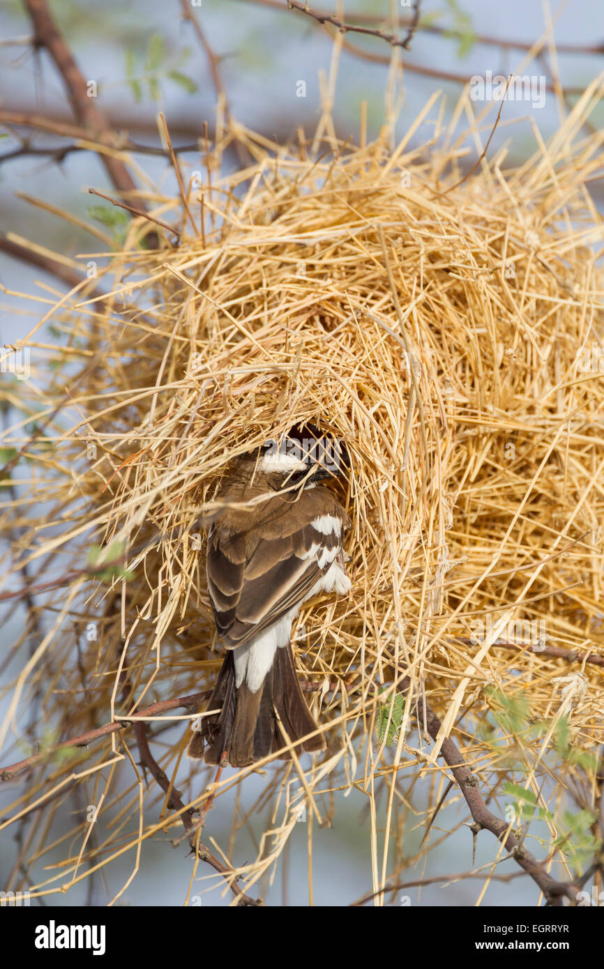 Ethiopian tinder girl