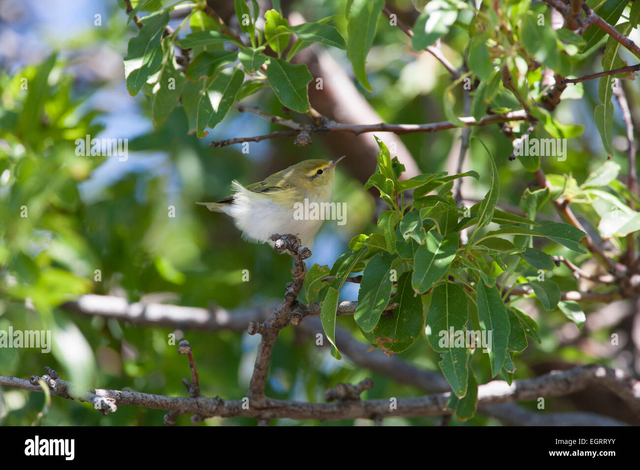 Wood Warbler Pylloscopus sibilatrix, perched at Faneromeni, Lesvos in April. Stock Photo