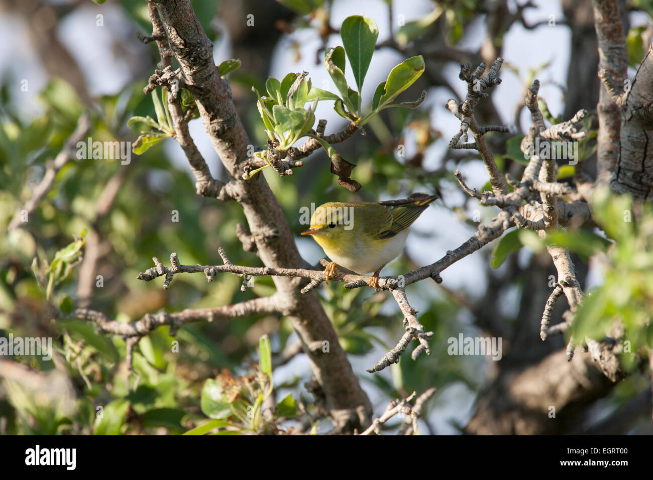 Wood Warbler Pylloscopus sibilatrix, perched at Faneromeni, Lesvos in April. Stock Photo