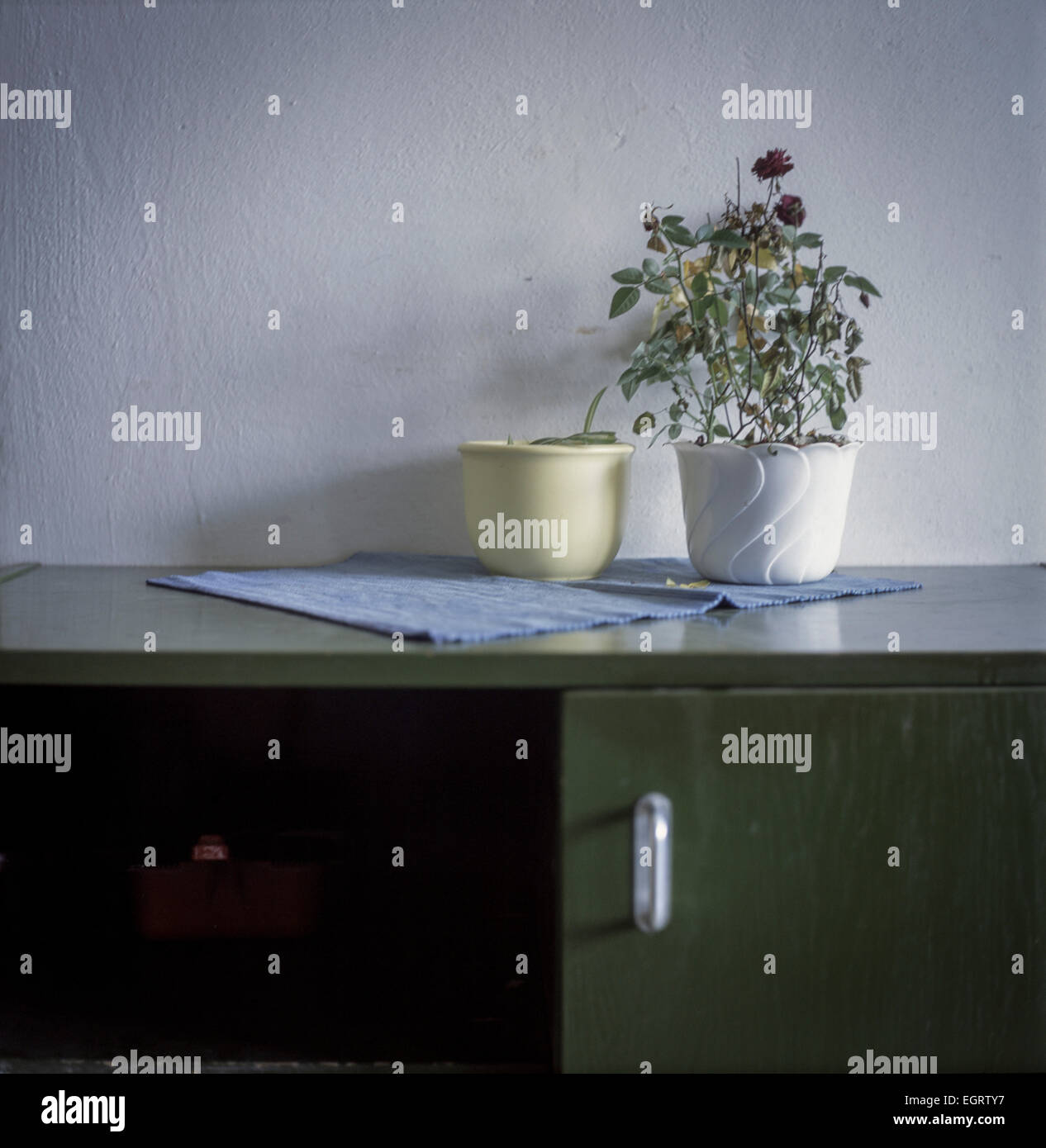 Still life with roses in flower pots Stock Photo