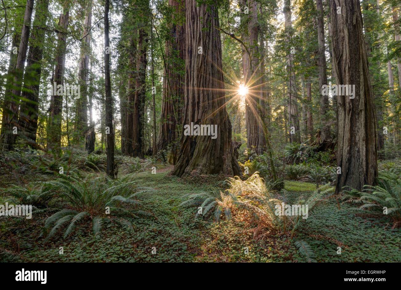 The morning Sun peeks through trees in Redwood National Park, California. Stock Photo