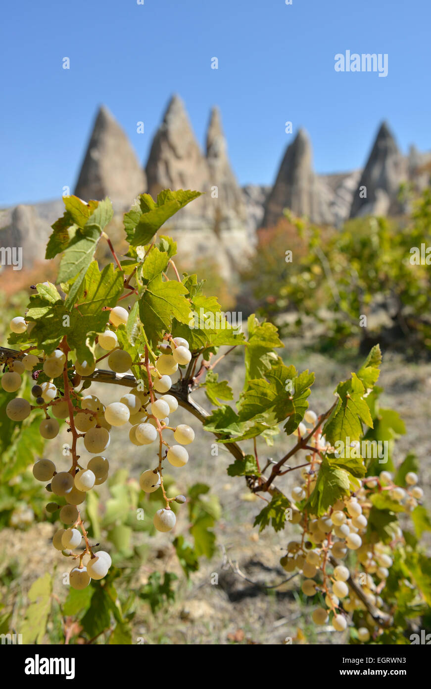Vine branch with tufa rock formations in the background near Goreme, Cappadocia, Turkey Stock Photo