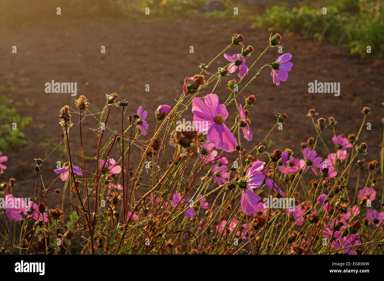 Tall dry grass purple flowers hi-res stock photography and images - Alamy
