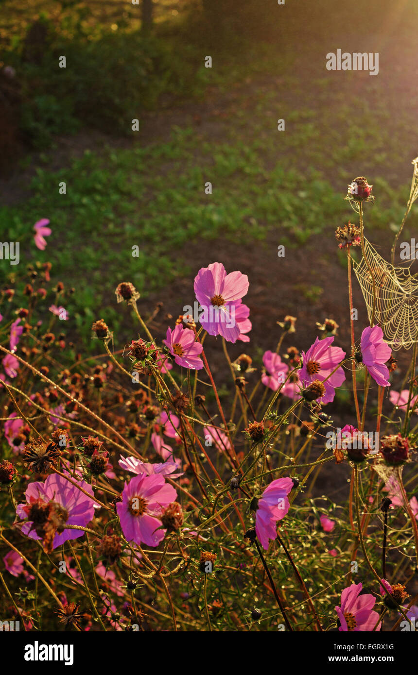 Tall dry grass purple flowers hi-res stock photography and images - Alamy