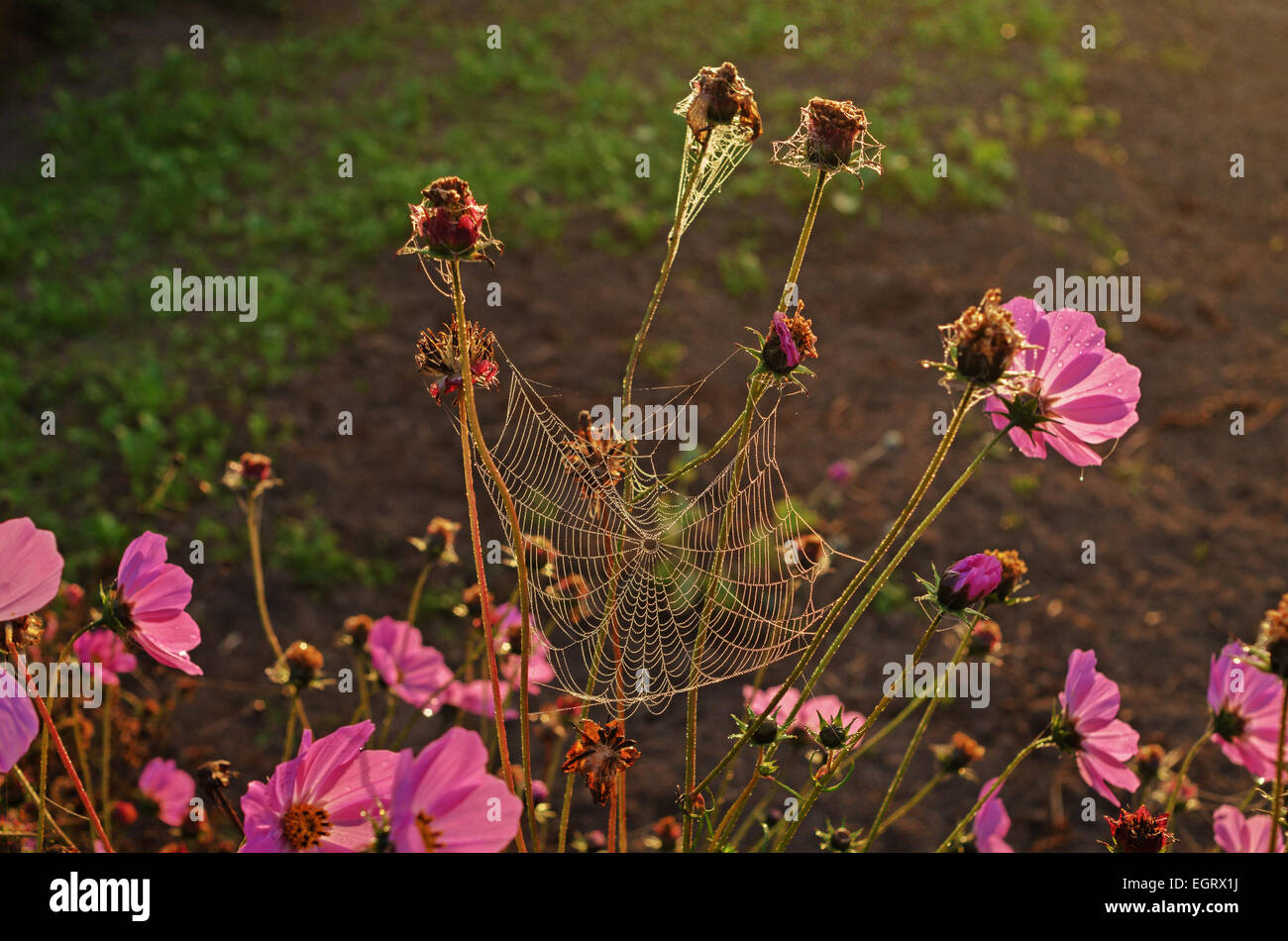 Tall dry grass purple flowers hi-res stock photography and images - Alamy